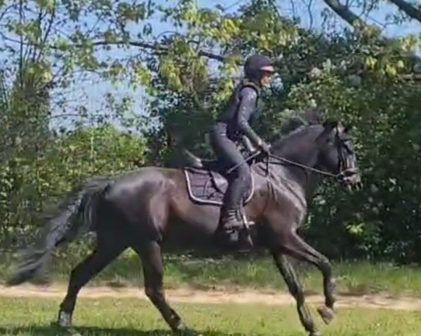 dressage horse Hovergrove (Trakehner, 2018, from Freiherr von Stein)