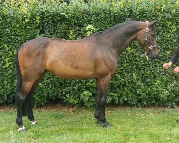 jumper Nehalennia (KWPN (Royal Dutch Sporthorse), 2018, from Carrera VDL)