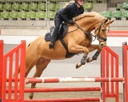jumper Deichhof's Qanberra (Rhinelander, 2019, from Qaside Md)