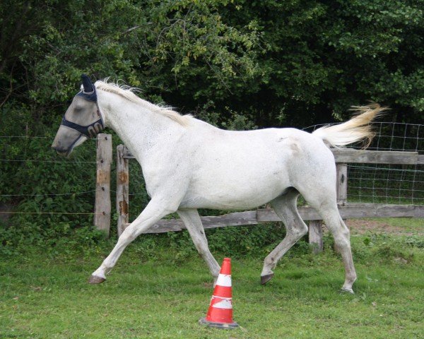 Cavallo da salto Dubai 24 (Mecklenburger, 1998, di Duros 3471)