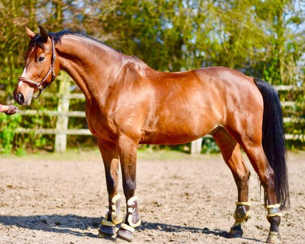 jumper Zilver Star (KWPN (Royal Dutch Sporthorse), 2004, from Silverstar)