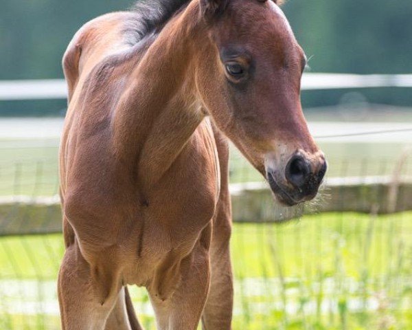 horse Sapphire's Miss Ida LL (Trakehner,  , from Grafenstolz)