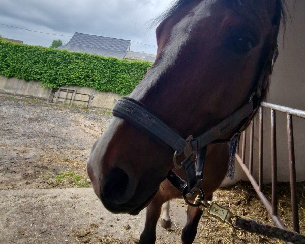 Dressurpferd Oakland's Coolman (Deutsches Reitpony, 2012, von Fs Coco Jambo)