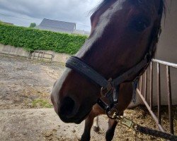 Dressurpferd Oakland's Coolman (Deutsches Reitpony, 2012, von Fs Coco Jambo)
