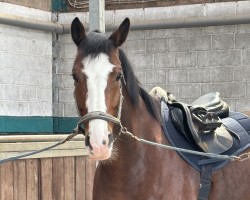 horse One Million‘s Milky Way (Holsteiner, 2020, from Million Dollar)