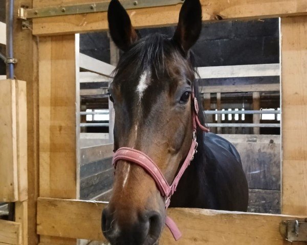 horse Raven (Hanoverian, 2010, from Retoucheur)