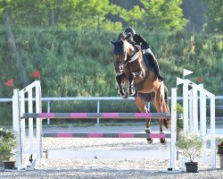 jumper Nice To Have (KWPN (Royal Dutch Sporthorse), 2018, from Sterrehof's Great Blue)