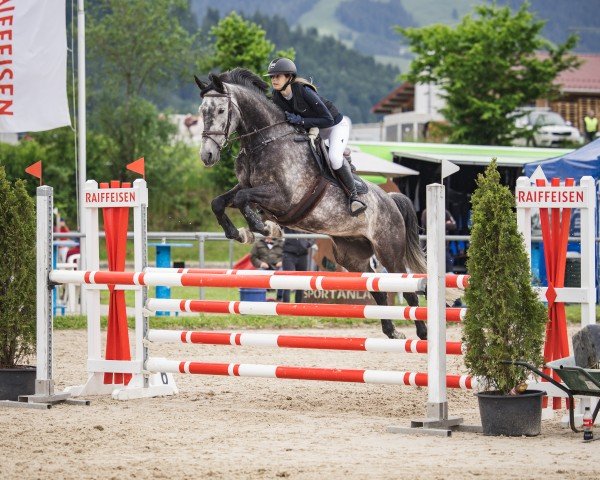 jumper Louie Vom Gwick (KWPN (Royal Dutch Sporthorse), 2016, from Durango VDL)