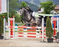 jumper Louie Vom Gwick (KWPN (Royal Dutch Sporthorse), 2016, from Durango VDL)