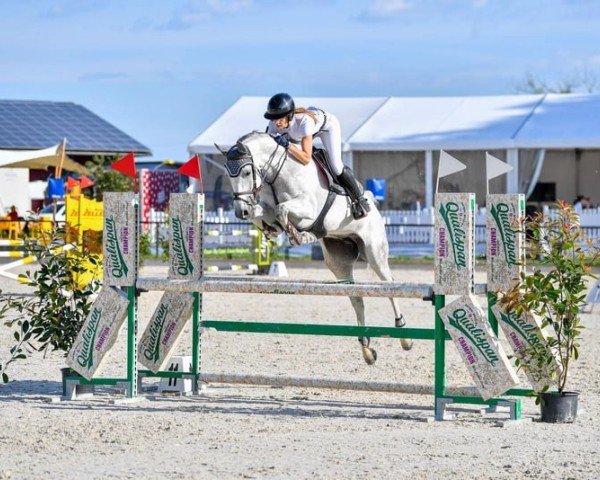 jumper Cembra 3 (Hanoverian, 2018, from K.i Checkter)