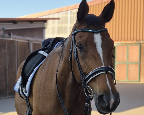 dressage horse Sambesi 63 (Hanoverian, 2010, from Silberschmied)