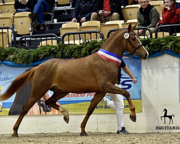 stallion Steendieks Carlo Ponti (German Riding Pony, 2016, from FS Chambertin)