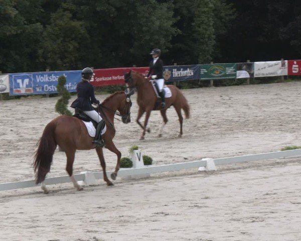 Reitturnier Vlotho-Exter 2025