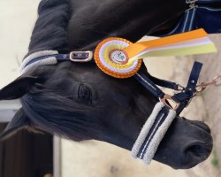 Springpferd Wiesenguts Tamikka (Deutsches Reitpony, 2013, von Playback)