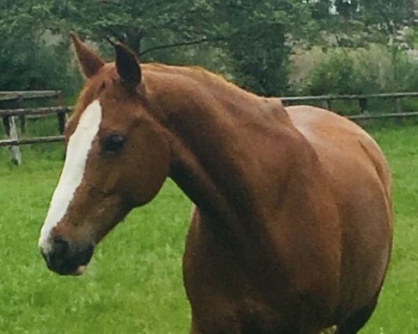 jumper Alicanto 2 (Hanoverian, 2005, from Adlantico As)