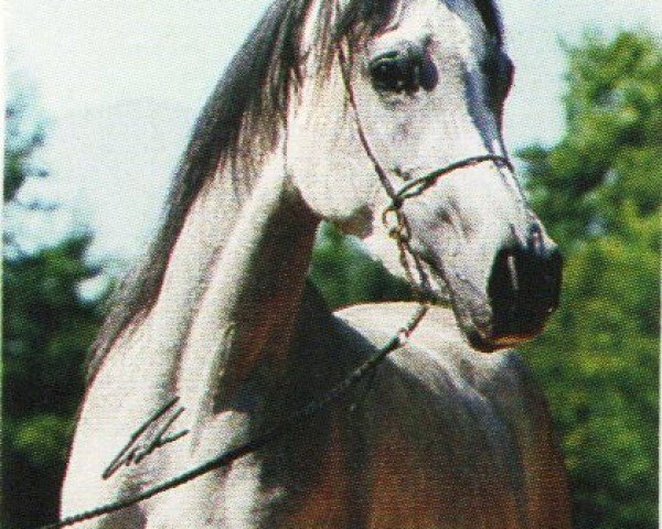 horse Shubani Bint Iman ox (Arabian purebred, 1999, from Classic Shadwan 1992 ox)