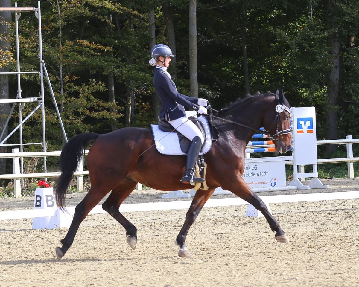 Dressage horse Gryffindor's Sword (Württemberger, 2002, from Grafenstein)