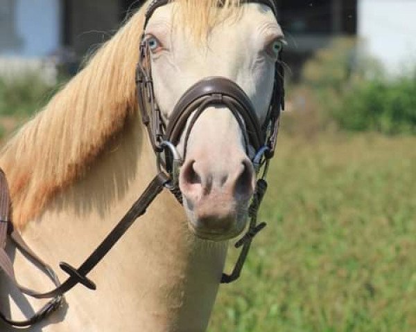 broodmare Chata Lya (German Riding Pony, 2013, from Cassini)