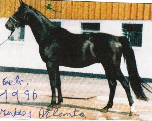 horse Brisant (unknown,  , from Bartholdy)