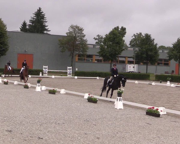 Reitturnier Neustadt/Dosse 2025