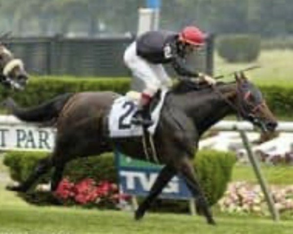 horse Good reward (Thoroughbred, 2001, from Storm Cat xx)