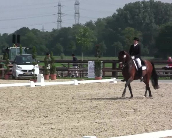 Großes Reit- und Springturnier Kirchhellen/Stall Dieckmann 2014