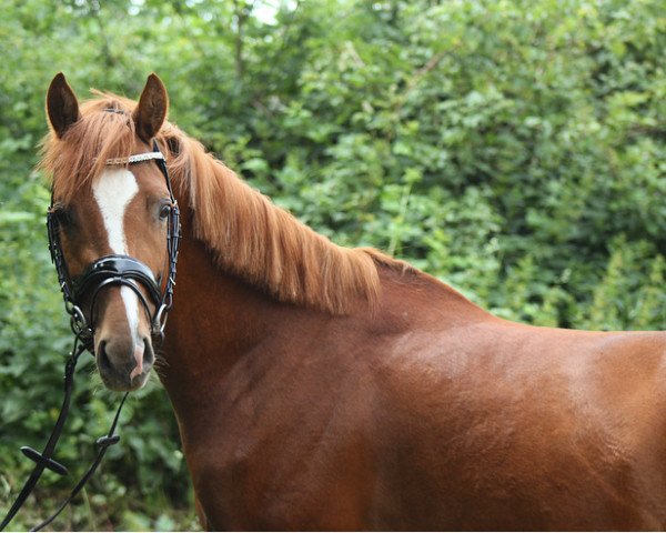 Pferd Inselhofs Daywalker (Deutsches Reitpony, 2017, von Domkaiser K)