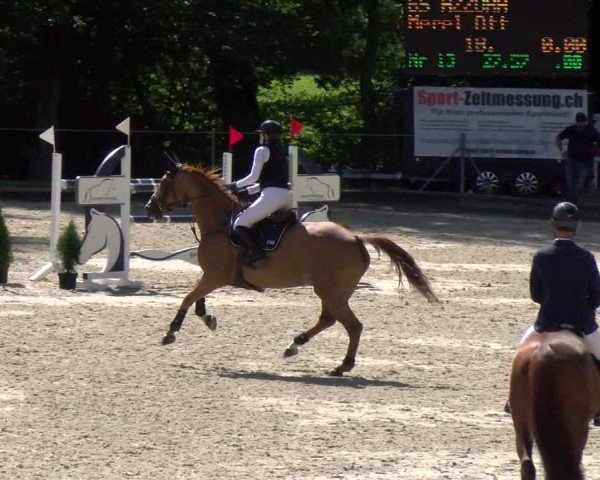 Reitturnier Maienfeld 2025