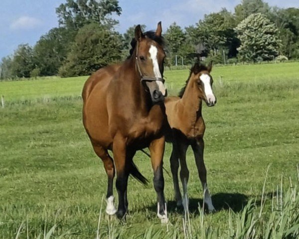 broodmare Bailey II (Holsteiner, 2009, from Quintero)
