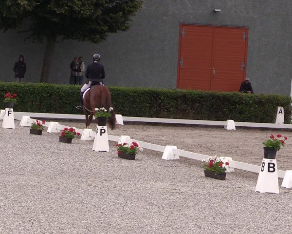 Reitturnier Neustadt/Dosse 2025