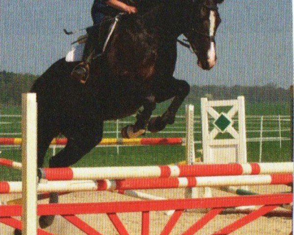 horse Superflight (Hanoverian, 2004, from Silvio I)