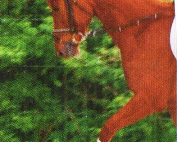 horse Feo MIN (Westphalian, 2001, from Feuerglanz)
