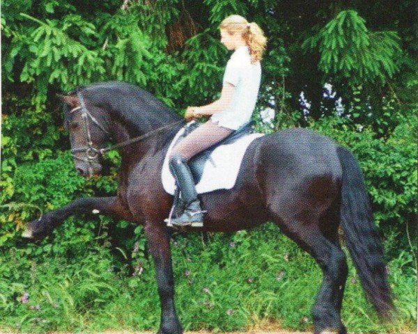 dressage horse Sweder van der Oostkade (Friese, 2005, from Aan 416)