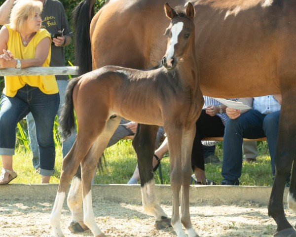 horse Chin Chin du Rouet P (Oldenburg show jumper, 2024, from Chacfly PS)