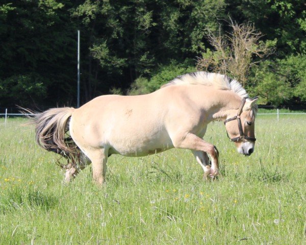 horse Siljan A&G (Fjord Horse, 2022, from Silvio Skjöldson)