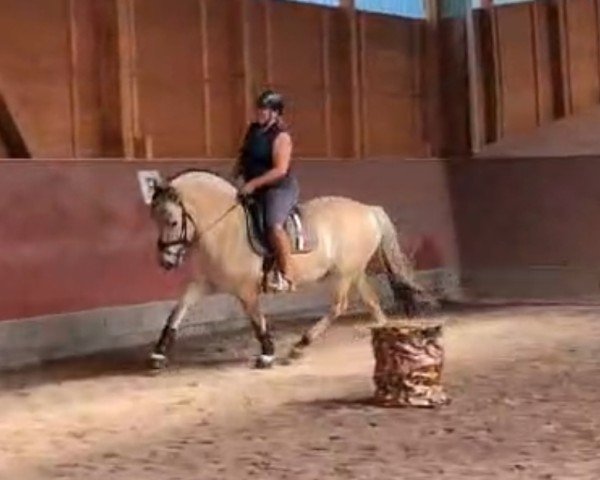 broodmare Lannika (Fjord Horse, 2014, from Kvest Halsnæs)