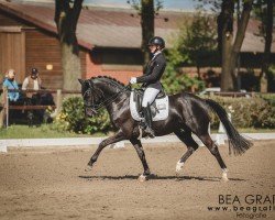 Deckhengst Darling's Neptun (Deutsches Reitpony, 2020, von Designed in Black AT)