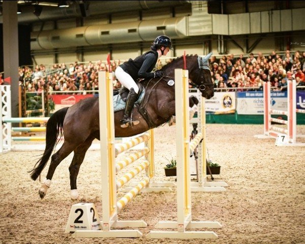 jumper Picasso 728 (German Riding Pony, 2004, from Pink Floyd)