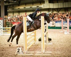 Springpferd Picasso 728 (Deutsches Reitpony, 2004, von Pink Floyd)