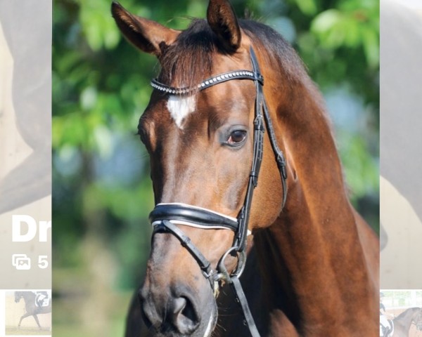dressage horse Dr. Di (Rhinelander, 2013, from Demirel)