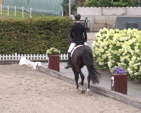 Reitturnier Gerasdorf 2025