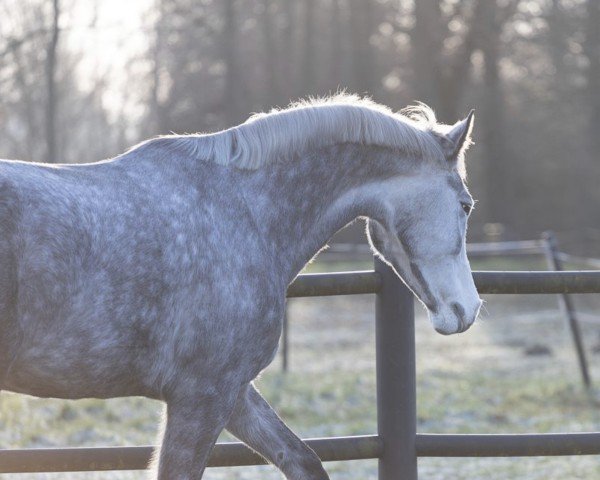 Springpferd Cannero W (Holsteiner, 2017, von Cannavaru)