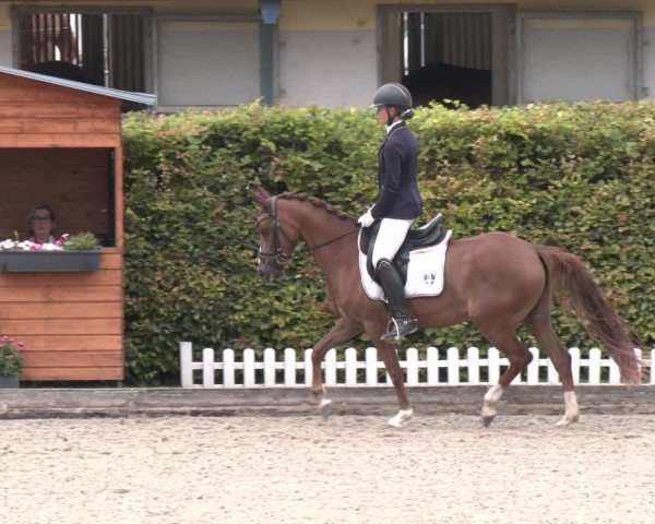 Reitturnier Gerasdorf 2025