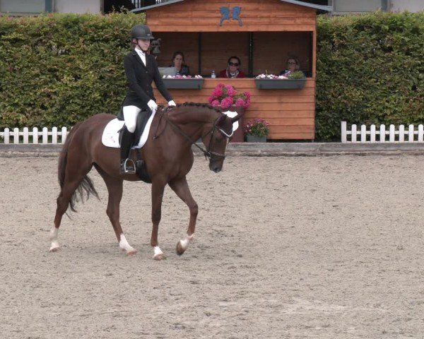Reitturnier Gerasdorf 2025