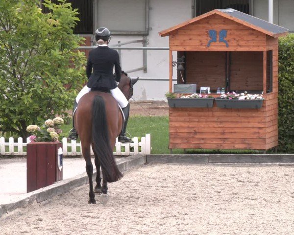 Reitturnier Gerasdorf 2025