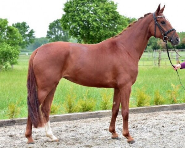 broodmare Davita Gold (Hanoverian, 2012, from Destano)
