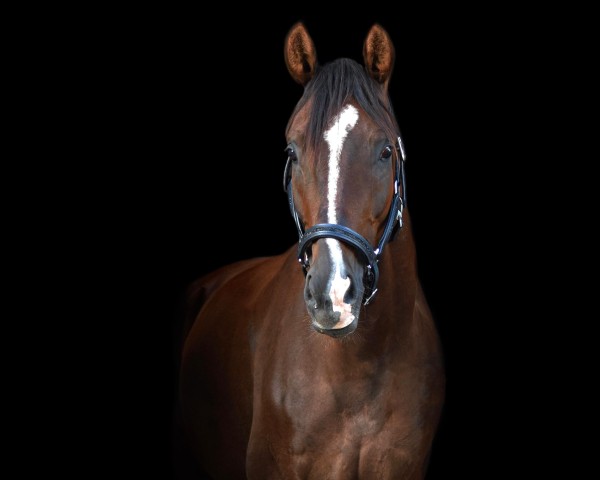 horse Louis le Bon 3 (Hanoverian, 2020, from Livaldon)