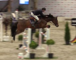 Springpferd Cordoba 73 (Holsteiner, 2014, von Cascadello II)