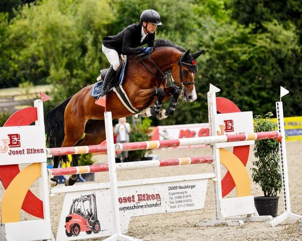 jumper Cara Chacoona (Oldenburg show jumper, 2018, from Chacoon Blue)