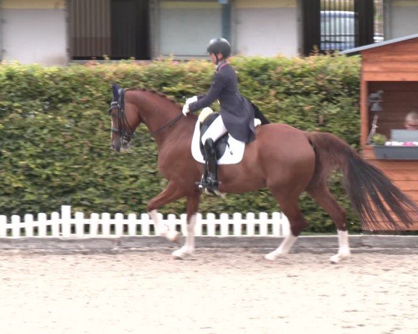 Reitturnier Gerasdorf 2025